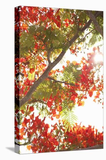 In the Trees II-Karyn Millet-Premier Image Canvas