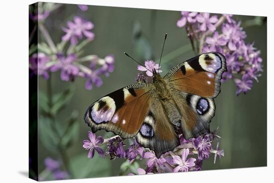 Inachis Io (Peacock Butterfly, European Peacock)-Paul Starosta-Premier Image Canvas