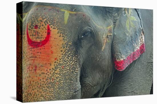 India, Bihar, Patna, Sonepur Mela Cattle Fait, Painted Elephant-Anthony Asael-Premier Image Canvas