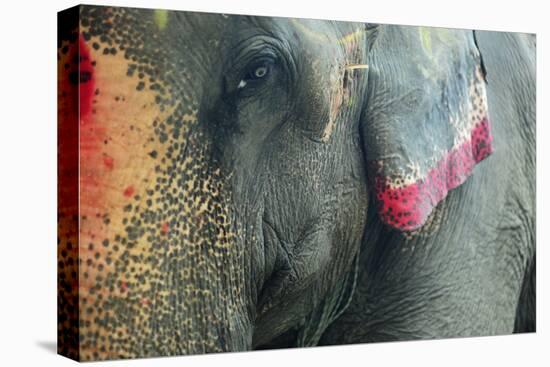 India, Bihar, Patna, Sonepur Mela Cattle Fait, Painted Elephant-Anthony Asael-Premier Image Canvas