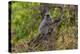 India. Grey langur, Hanuman langur at Bandhavgarh Tiger Reserve-Ralph H. Bendjebar-Premier Image Canvas