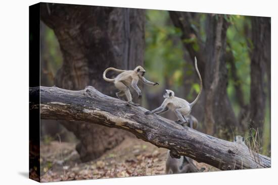 India. Grey langur, Hanuman langur at Bandhavgarh Tiger Reserve-Ralph H. Bendjebar-Premier Image Canvas