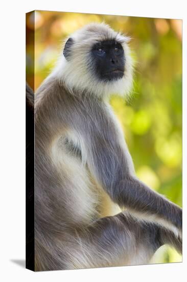 India. Grey langur, Hanuman langur at Bandhavgarh Tiger Reserve-Ralph H. Bendjebar-Premier Image Canvas