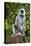 India. Grey langur, Hanuman langur at Kanha Tiger Reserve-Ralph H. Bendjebar-Premier Image Canvas