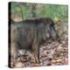 India. Indian boar, Sus scrofa cristatus, at Kanha Tiger reserve.-Ralph H. Bendjebar-Premier Image Canvas