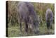 India. Indian boar, Sus scrofa cristatus, at Kanha Tiger reserve.-Ralph H. Bendjebar-Premier Image Canvas