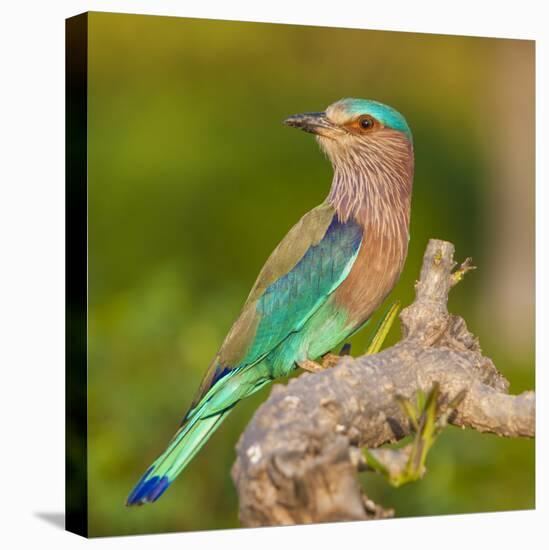 India. Indian Roller at Bandhavgarh Tiger Reserve.-Ralph H. Bendjebar-Premier Image Canvas