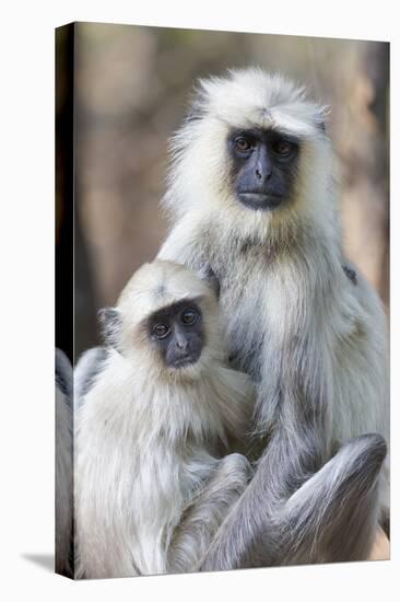 India, Madhya Pradesh, Bandhavgarh National Park. A female langur cuddles with her year-old baby.-Ellen Goff-Premier Image Canvas