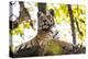 India, Madhya Pradesh, Bandhavgarh National Park. Young Bengal tiger watching from perch on a rock.-Ellen Goff-Premier Image Canvas