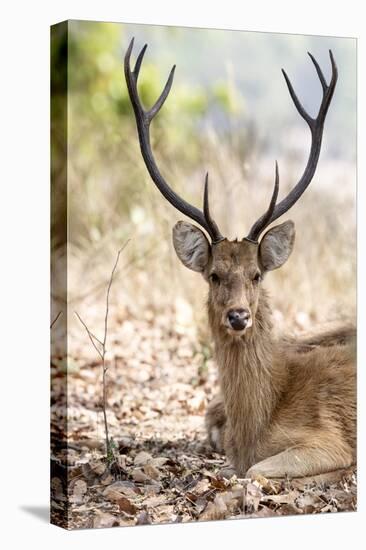 India, Madhya Pradesh, Kanha National Park. A portrait of a resting, large barasingha buck-Ellen Goff-Premier Image Canvas