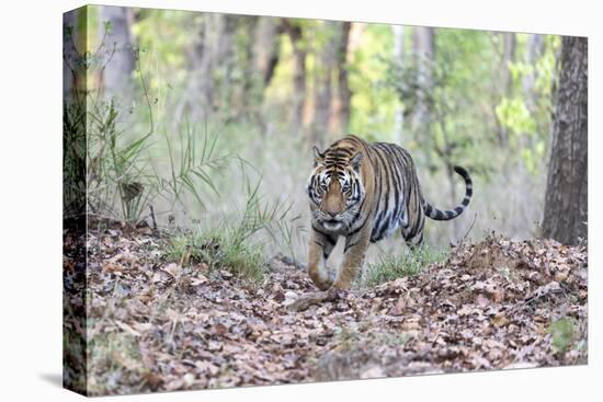 India, Madhya Pradesh, Kanha National Park. A young male Bengal tiger walks out of the forest.-Ellen Goff-Premier Image Canvas