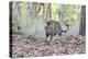 India, Madhya Pradesh, Kanha National Park. A young male Bengal tiger walks out of the forest.-Ellen Goff-Premier Image Canvas