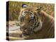 India. Male Bengal tiger enjoys the cool of a water hole at Bandhavgarh Tiger Reserve.-Ralph H^ Bendjebar-Premier Image Canvas