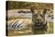 India. Male Bengal tiger enjoys the cool of a water hole at Bandhavgarh Tiger Reserve.-Ralph H. Bendjebar-Premier Image Canvas