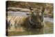 India. Male Bengal tiger enjoys the cool of a water hole at Bandhavgarh Tiger Reserve.-Ralph H. Bendjebar-Premier Image Canvas
