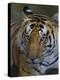 India. Male Bengal tiger enjoys the cool of a water hole at Kanha Tiger Reserve.-Ralph H^ Bendjebar-Premier Image Canvas