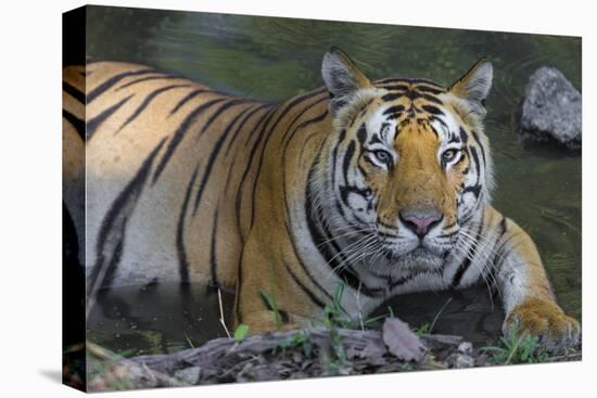 India. Male Bengal tiger enjoys the cool of a water hole at Kanha Tiger Reserve.-Ralph H. Bendjebar-Premier Image Canvas