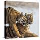 India, Rajasthan, Ranthambhore. a Female Bengal Tiger Is Greeted by One of Her One-Year-Old Cubs.-Nigel Pavitt-Premier Image Canvas