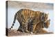 India, Rajasthan, Ranthambhore. a Female Bengal Tiger with One of Her One-Year-Old Cubs.-Nigel Pavitt-Premier Image Canvas