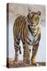 India, Rajasthan, Ranthambhore. a Female Bengal Tiger.-Nigel Pavitt-Premier Image Canvas