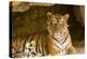 India, Rajasthan, Ranthambore. Royal Bengal Tiger known as Ustad (T24) Resting in a Cool Cave.-Katie Garrod-Premier Image Canvas