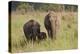 Indian Asian Elephant Family in the Savannah, Corbett NP, India-Jagdeep Rajput-Premier Image Canvas