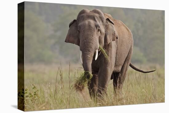 Indian Asian Elephant, Tusker, Feeding, Corbett National Park, India-Jagdeep Rajput-Premier Image Canvas