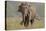 Indian Asian Elephant, Tusker, Feeding, Corbett National Park, India-Jagdeep Rajput-Premier Image Canvas