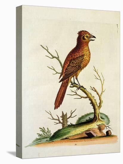 Indian Crested Butcher Bird, May 1742-George Edwards-Premier Image Canvas