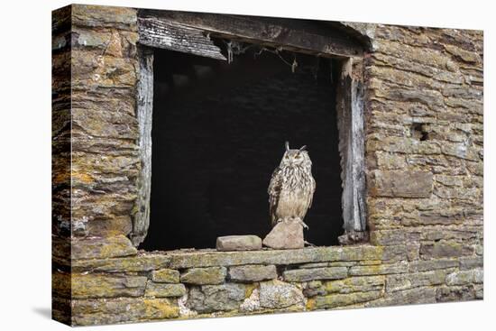 Indian Eagle Owl (Bubo Bengalensis), Herefordshire, England, United Kingdom-Janette Hill-Premier Image Canvas
