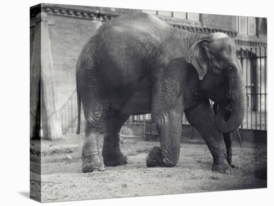 Indian Elephant, Assam Lukhi, Kneeling with Keeper at London Zoo, April 1914-Frederick William Bond-Premier Image Canvas