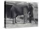 Indian Elephant, Assam Lukhi, with Keeper at London Zoo, April 1914-Frederick William Bond-Premier Image Canvas