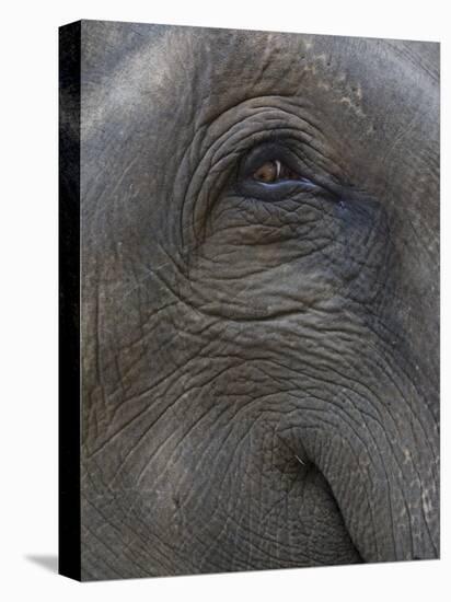Indian Elephant Close Up of Eye, Controlled Conditions, Bandhavgarh Np, Madhya Pradesh, India-T.j. Rich-Premier Image Canvas