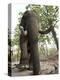 Indian Elephant (Elephus Maximus), Bandhavgarh National Park, Madhya Pradesh State, India, Asia-Thorsten Milse-Premier Image Canvas