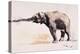Indian Elephant, Khana-Mark Adlington-Premier Image Canvas