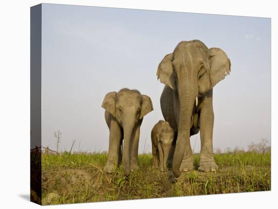 Indian Elephant Mother with 5-Day Baby and its Older Sibling, Controlled Conditions, Assam, India-T.j. Rich-Premier Image Canvas