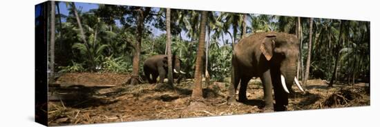 Indian Elephants in a Sanctuary, Punnathurkotta, Guruvayur, Kerala, India-null-Premier Image Canvas