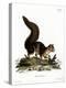 Indian Giant Squirrel-null-Premier Image Canvas