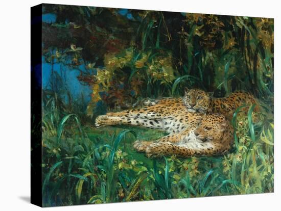 Indian Leopards-John Macallan Swan-Premier Image Canvas