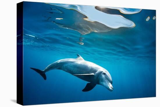 Indian Ocean bottlenose dolphin swimming, Egypt-Alex Mustard-Premier Image Canvas