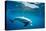 Indian Ocean bottlenose dolphin swimming, Egypt-Alex Mustard-Premier Image Canvas