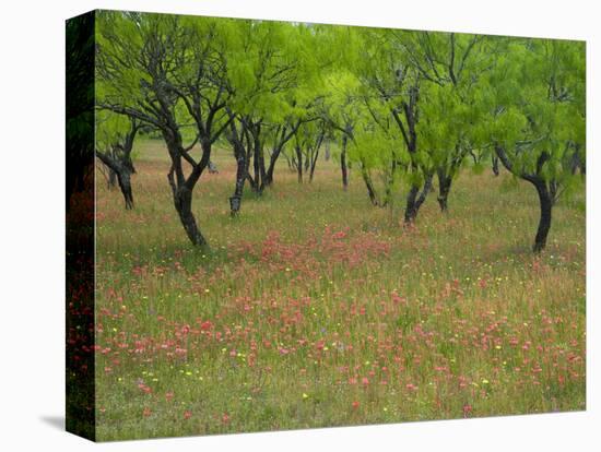 Indian Paint Brush and Young Trees, Devine Area, Texas, USA-Darrell Gulin-Premier Image Canvas