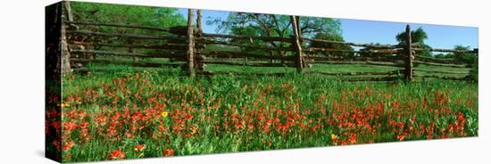 Indian Paint Brush Flowers, Lbj National Historical Park, Johnson City, Texas-null-Stretched Canvas