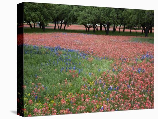 Indian Paint Brush, Hill Country, Texas, USA-Alice Garland-Premier Image Canvas