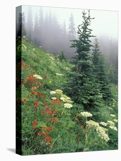 Indian Paintbrush and Cow Parsnip, Olympic National Park, Washington, USA-Adam Jones-Premier Image Canvas