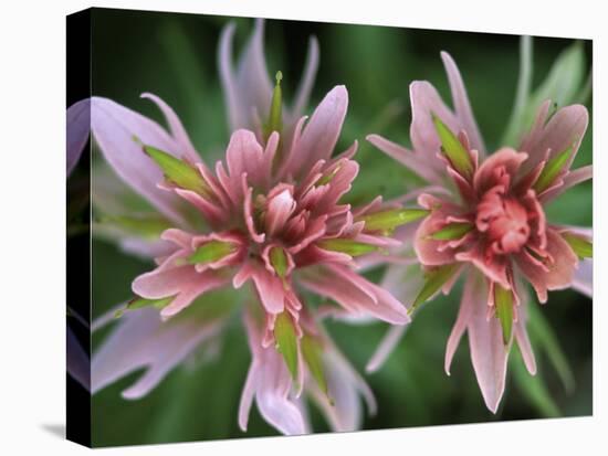 Indian Paintbrush, Banff National Park, Alberta, Canada-Rob Tilley-Premier Image Canvas