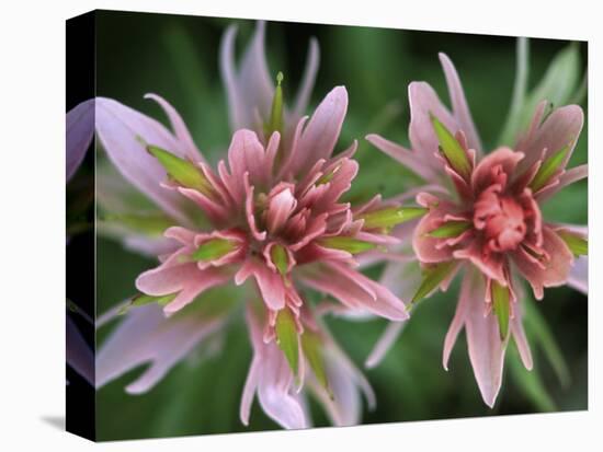 Indian Paintbrush, Banff National Park, Alberta, Canada-Rob Tilley-Premier Image Canvas