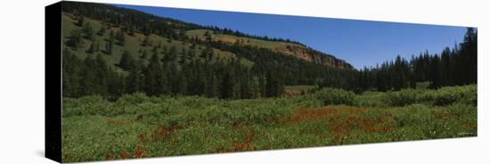 Indian Paintbrush Flowers on a Landscape, Gros Ventre, Wyoming, USA-null-Premier Image Canvas