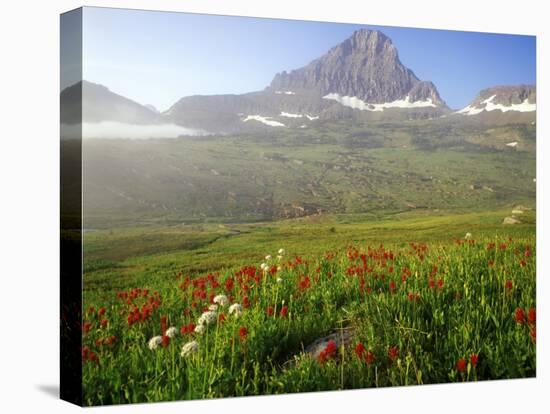 Indian Paintbrush in the Fog at Logan Pass in Glacier National Park, Montana, USA-Chuck Haney-Premier Image Canvas