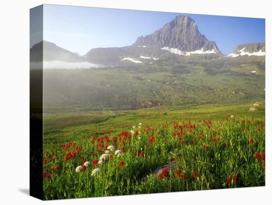 Indian Paintbrush in the Fog at Logan Pass in Glacier National Park, Montana, USA-Chuck Haney-Premier Image Canvas